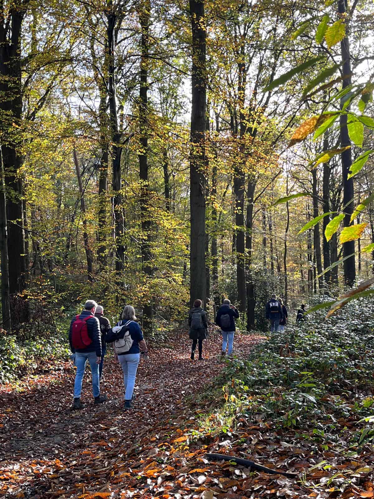 Wandelen in het bos retraite