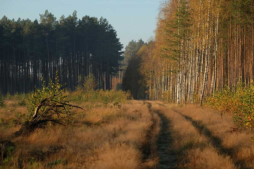 retraite-natuur-zelfleiderschap